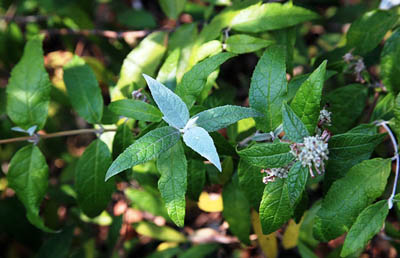 Buddleja auriculata; Photographed by Johannes Vogel
